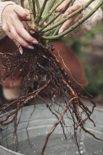 Bareroot campaign DAR Nov25 143129 2 1