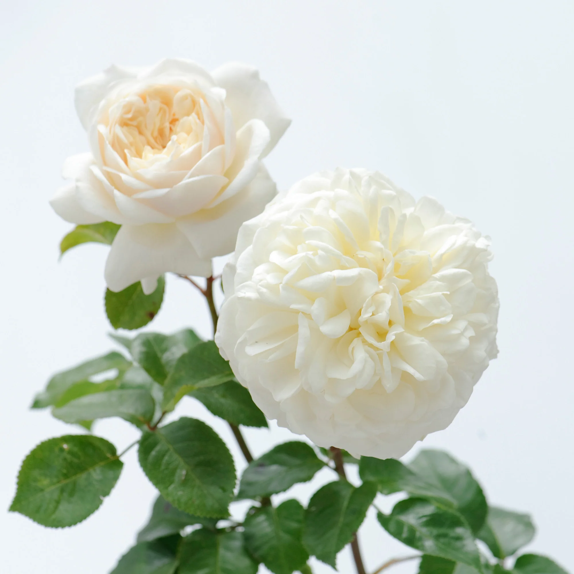 110-tranquillity-3.webp Tranquillity