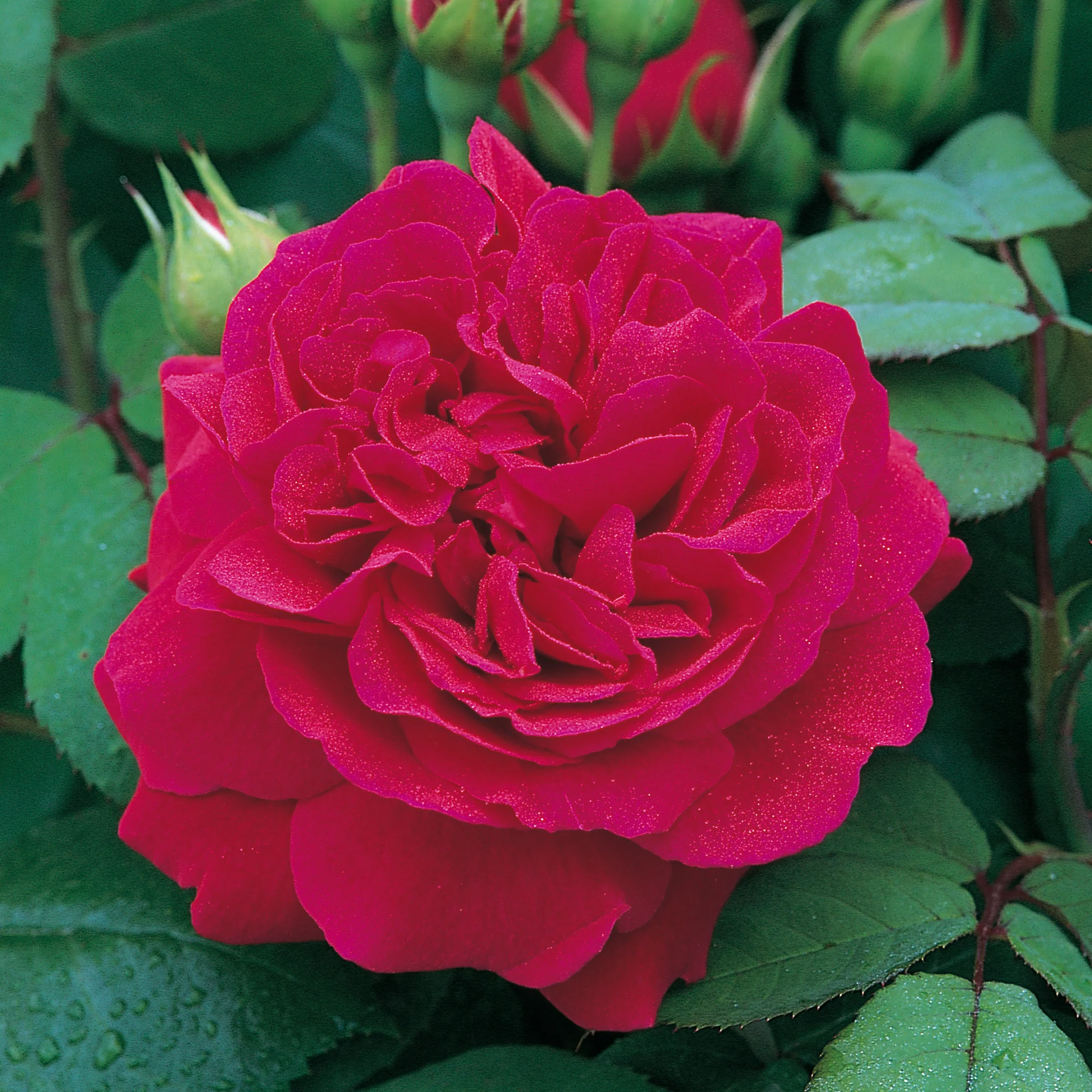 111-tess-of-the-d-urbervilles--4.webp Tess of the d’Urbervilles®