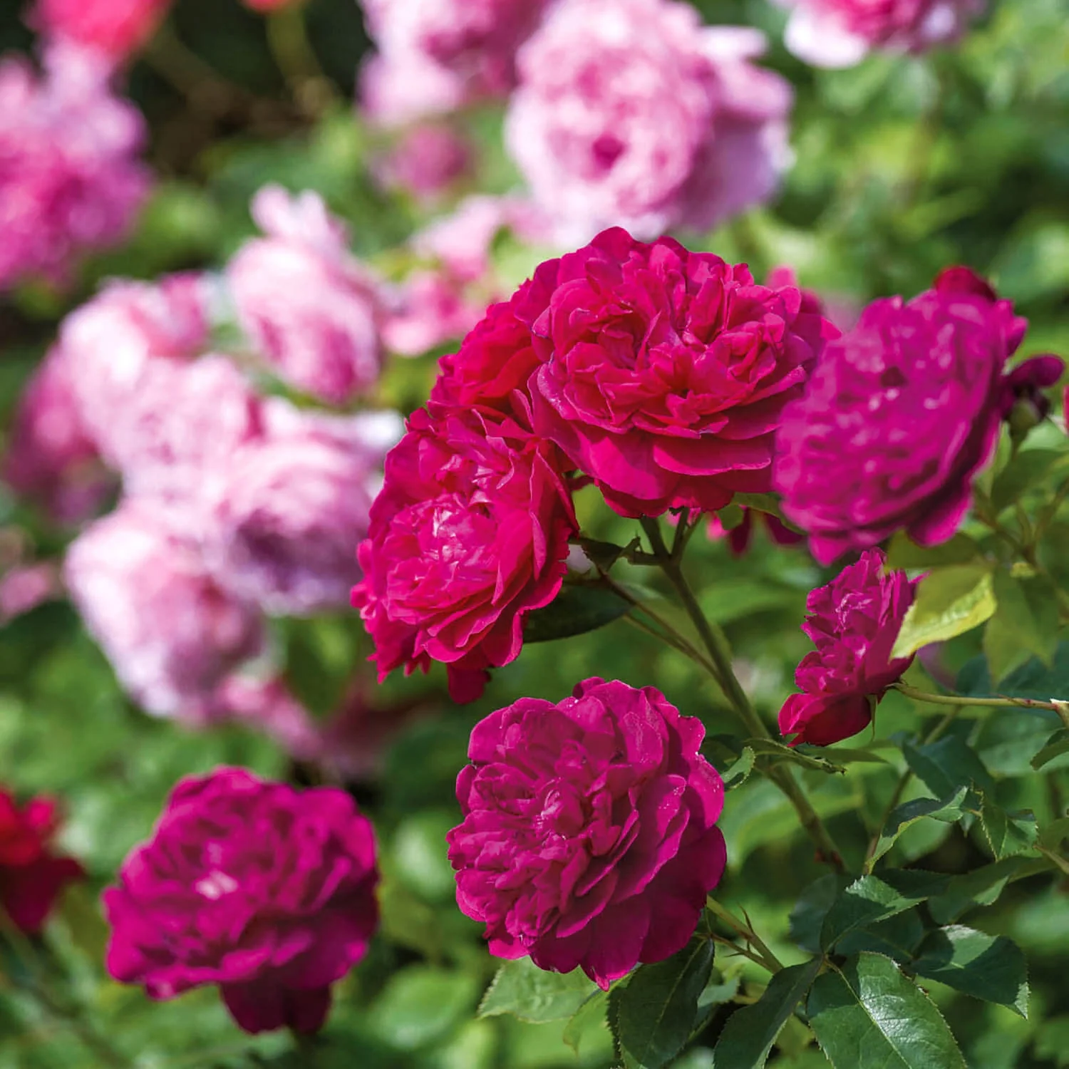Darcey Bussell™