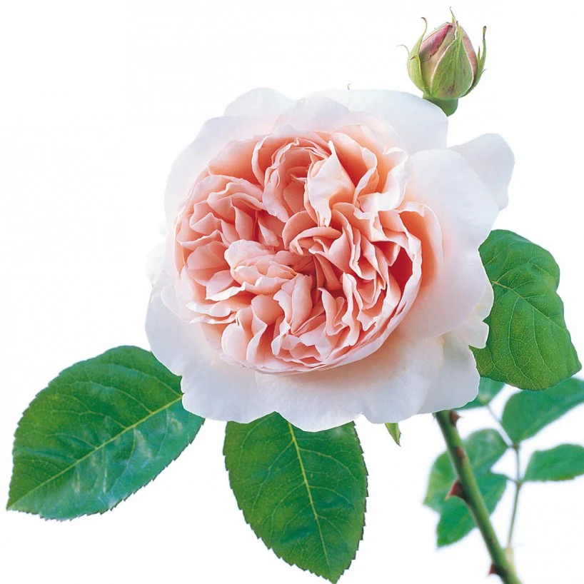 Ambridge Rose™