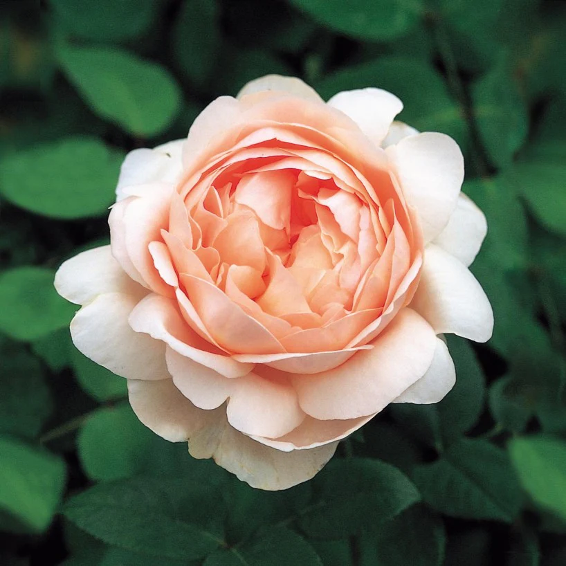 Ambridge Rose™
