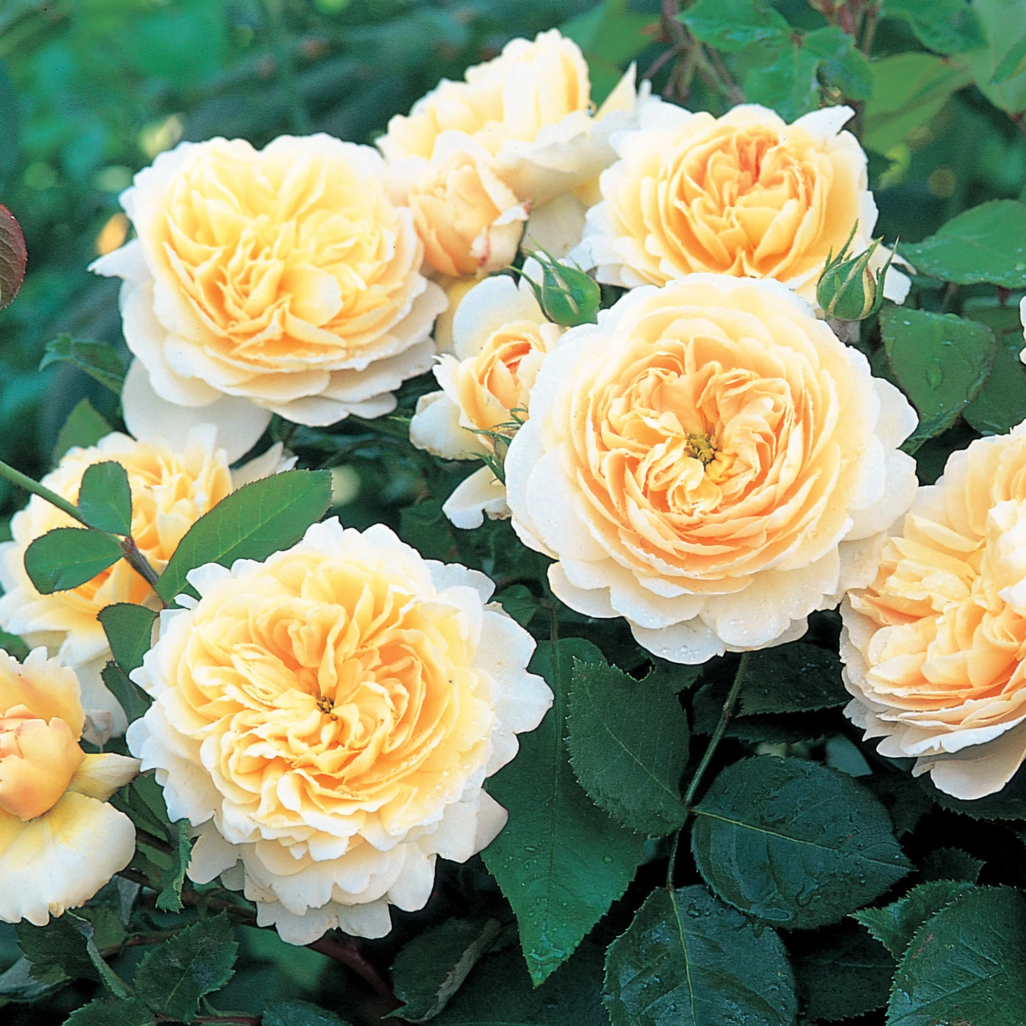 162-crocus-rose-1.webp Crocus Rose