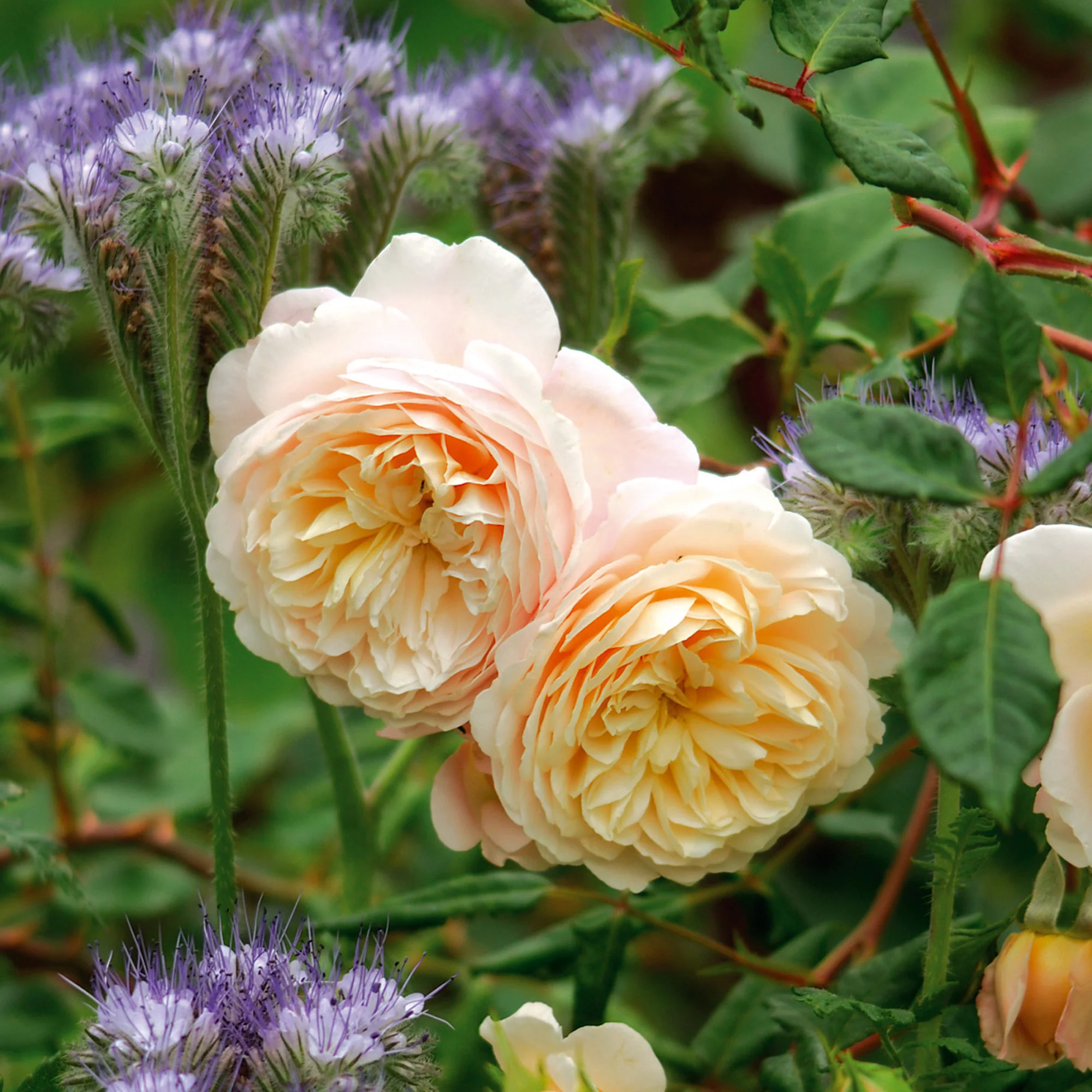 162-crocus-rose-2.webp Crocus Rose