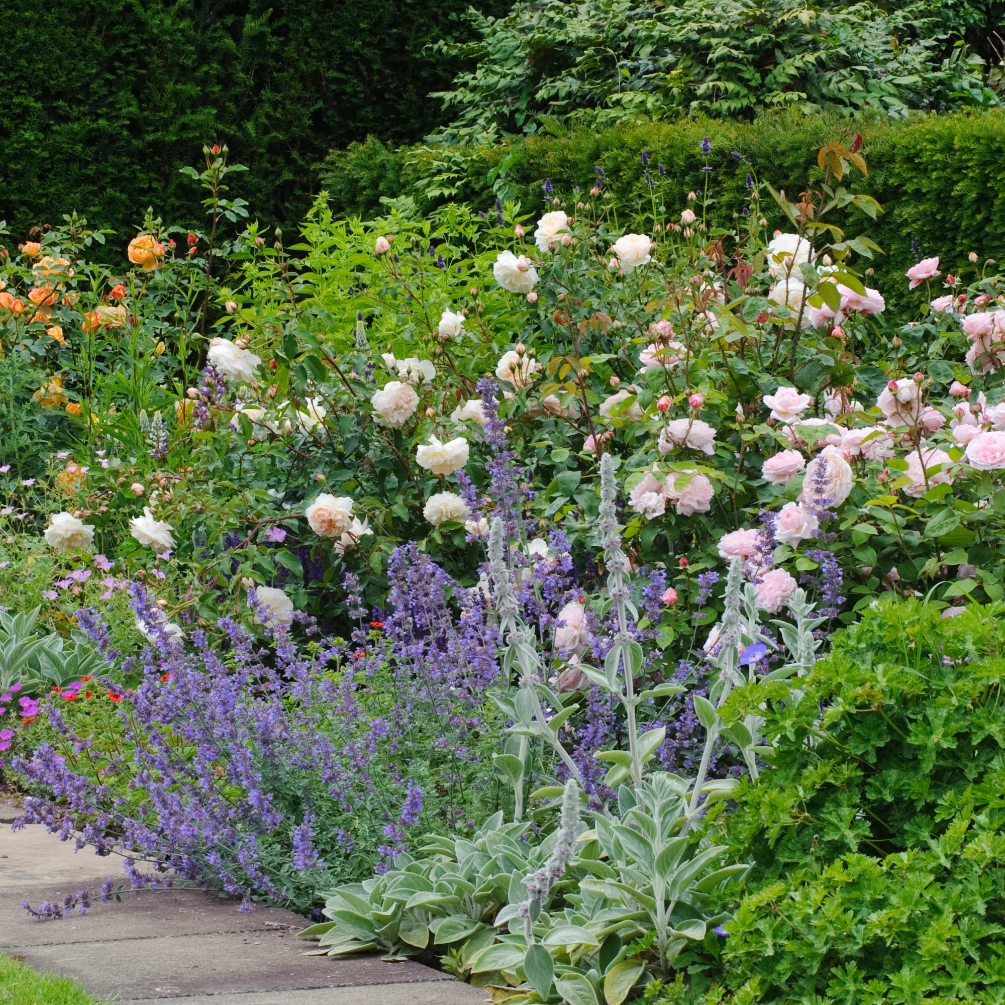 162-crocus-rose-3.webp Crocus Rose