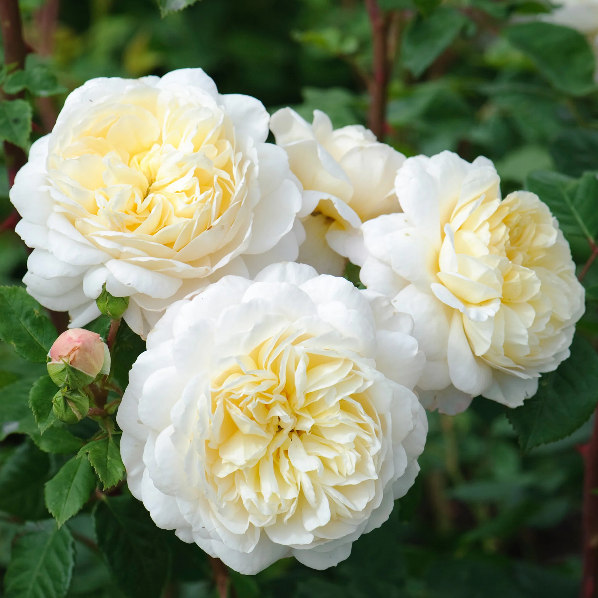 162-crocus-rose-4.webp Crocus Rose