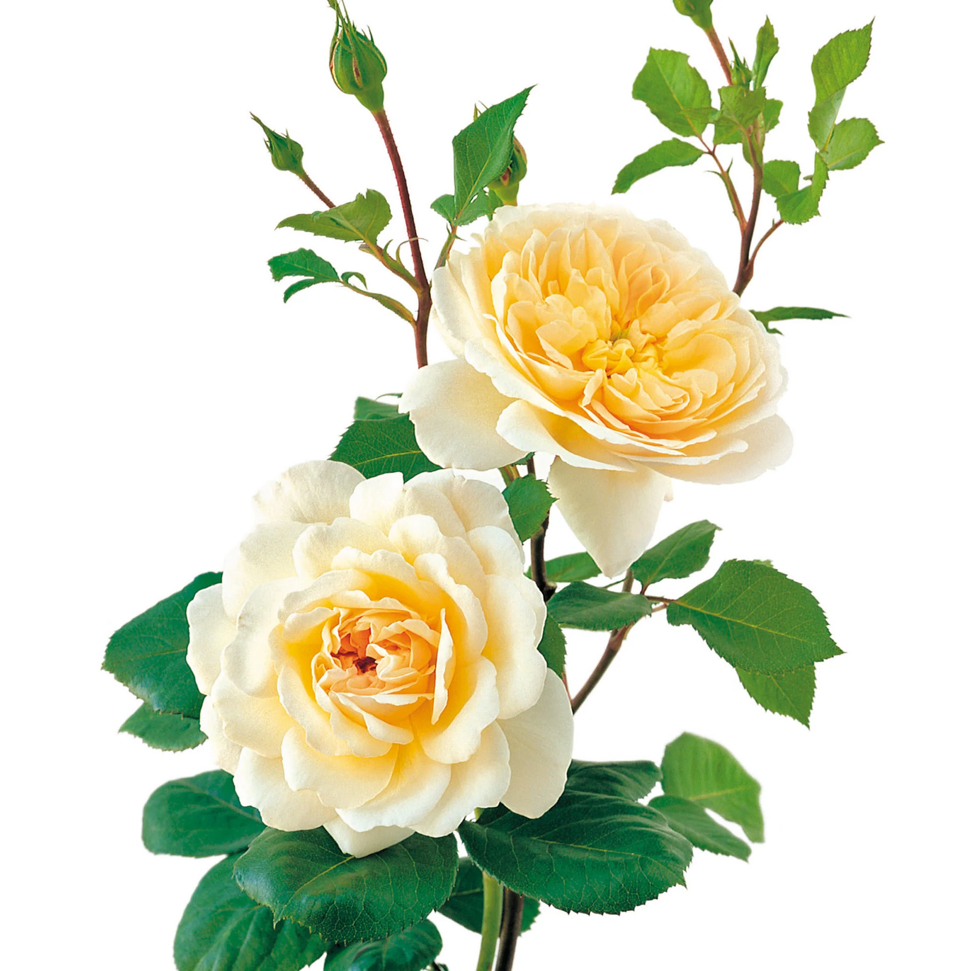 162-crocus-rose-5.webp Crocus Rose