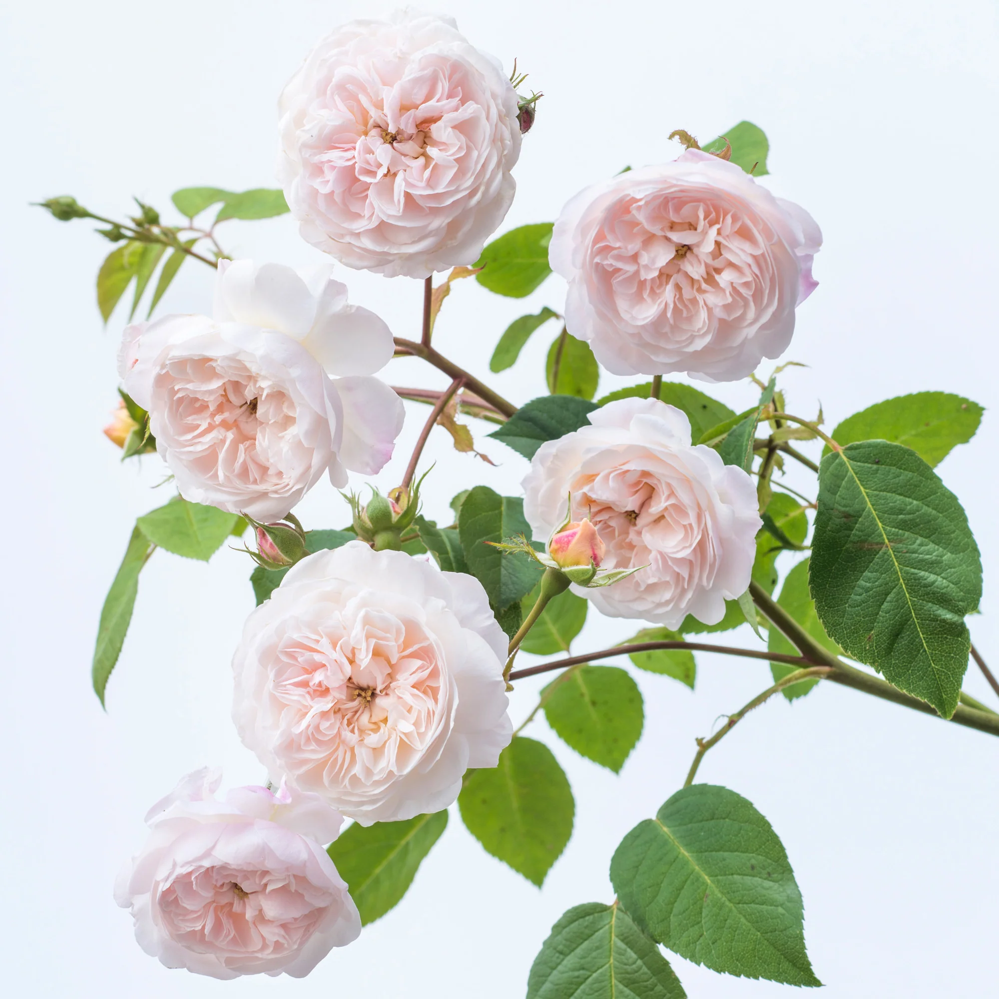 David Austin Rambler The Albrighton Rambler™ - David Austin Roses