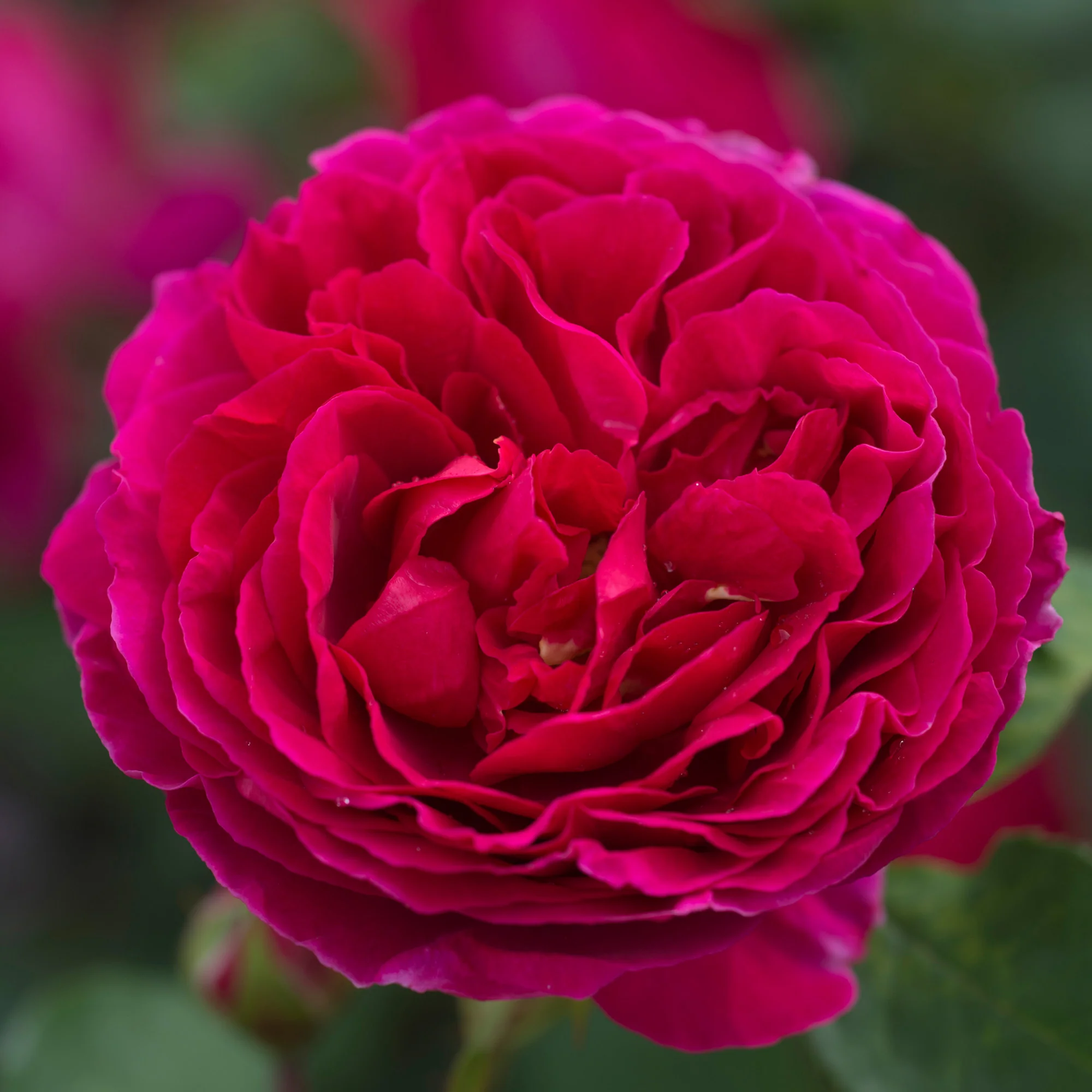 186-heathcliff-3.webp Heathcliff