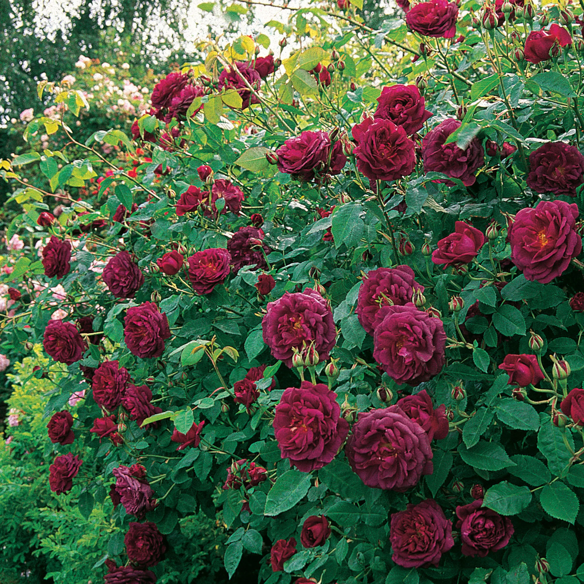 200-chianti-1.webp Chianti