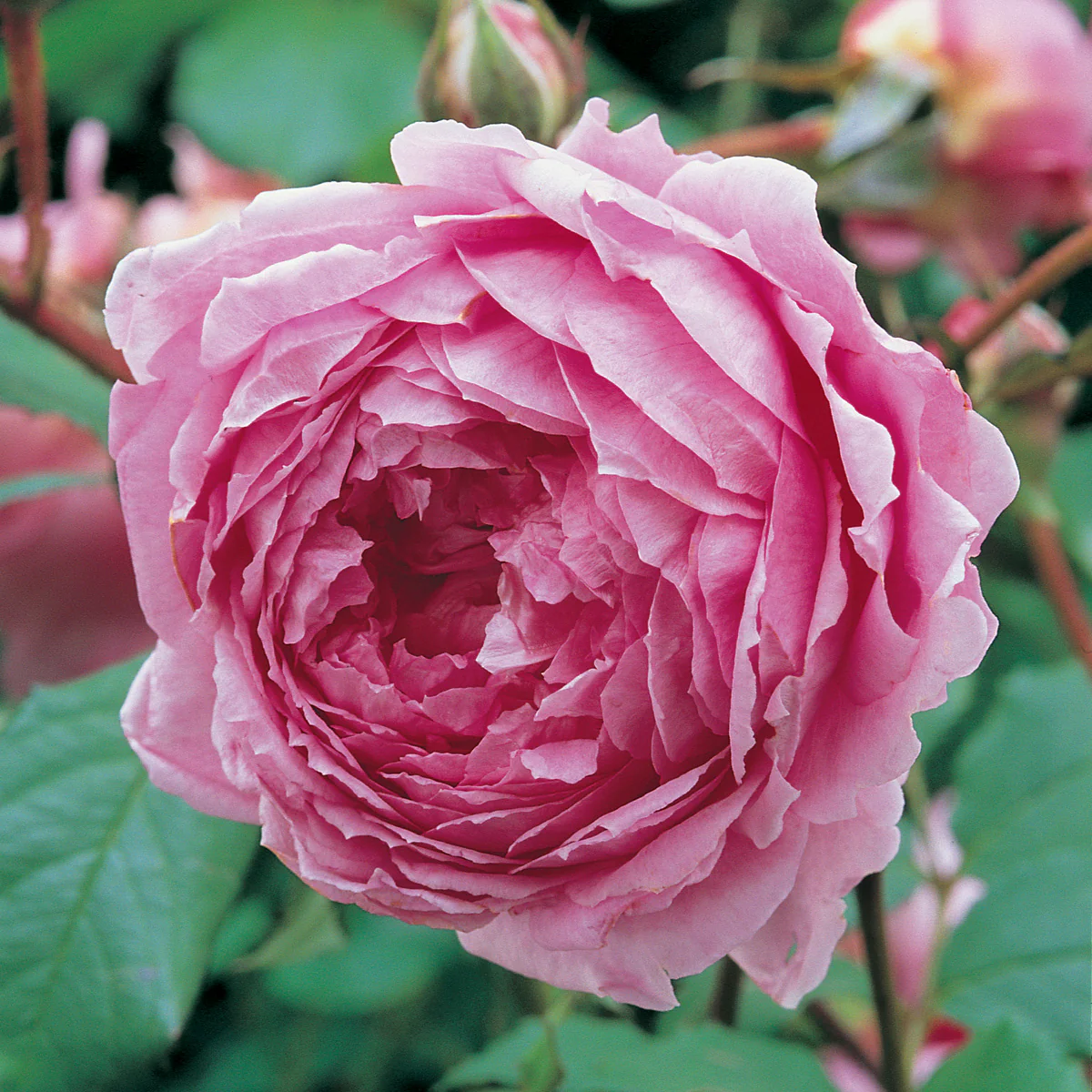 215-huntington-rose-1.webp Huntington Rose