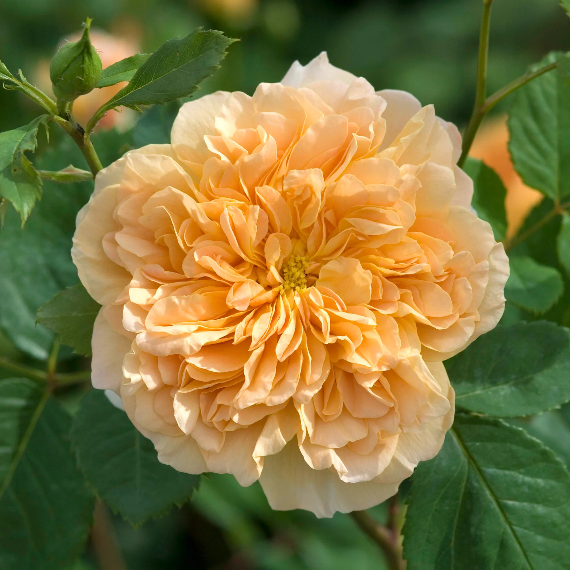 222-tea-clipper-5.webp Tea Clipper