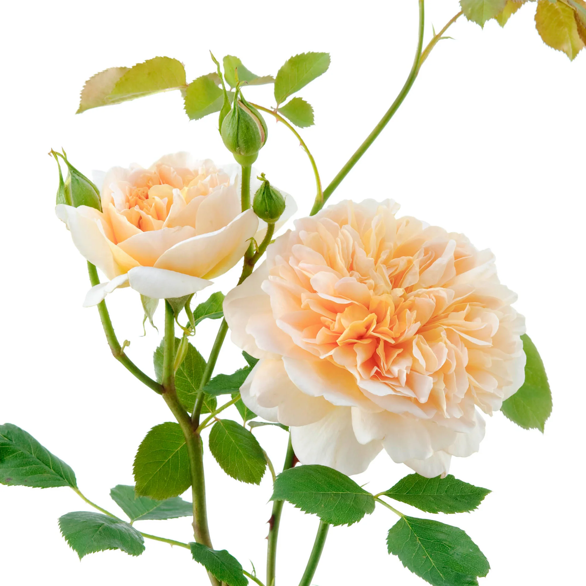 222-tea-clipper-6.webp Tea Clipper