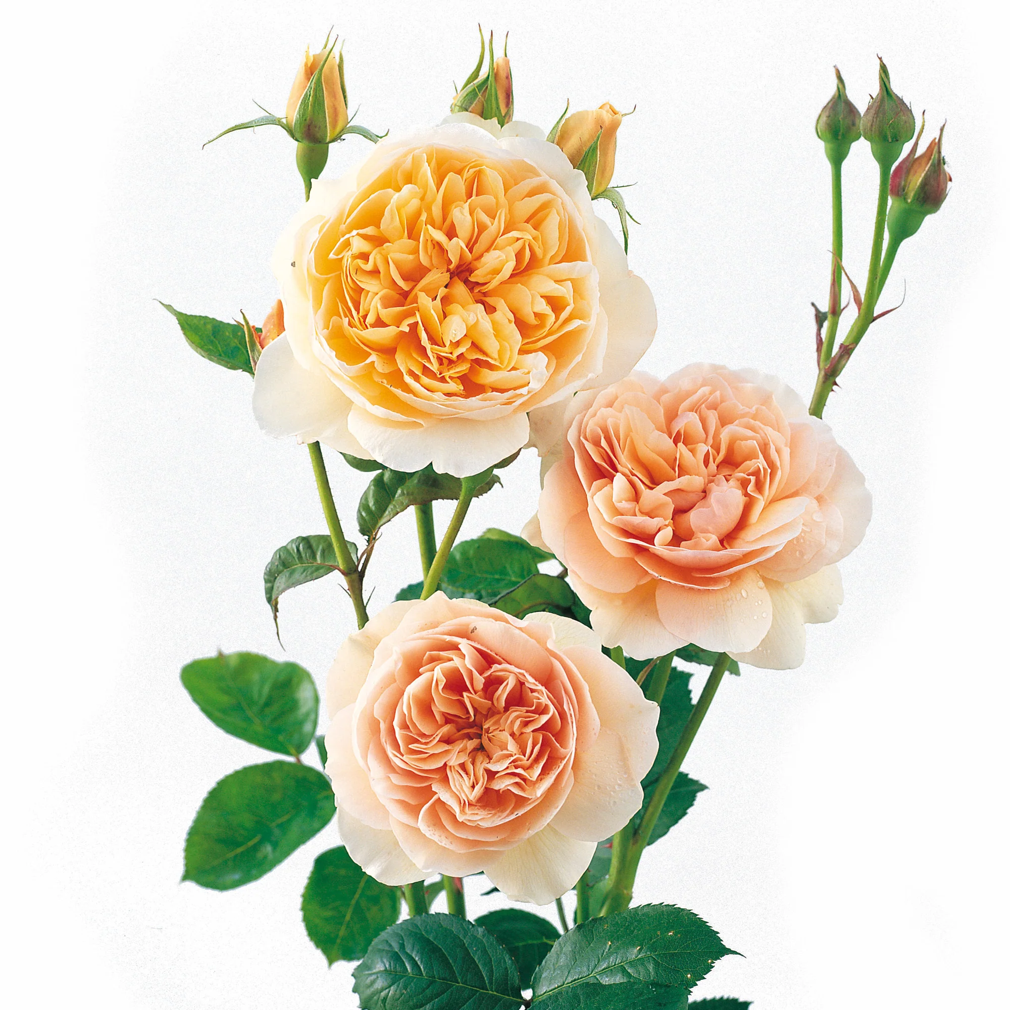 223-sweet-juliet-2.webp Sweet Juliet