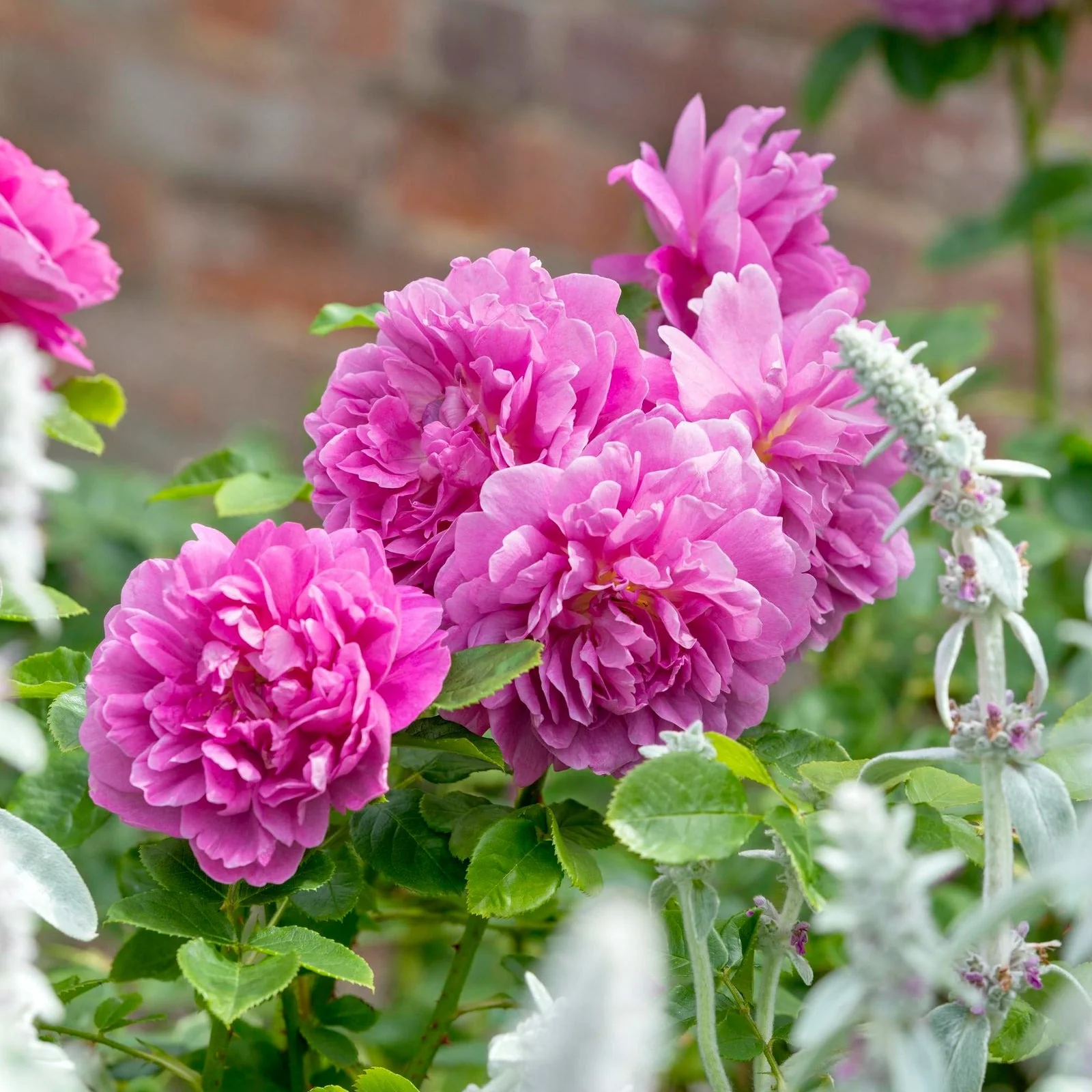 Princess Anne 10 Rose Hedging Bundle