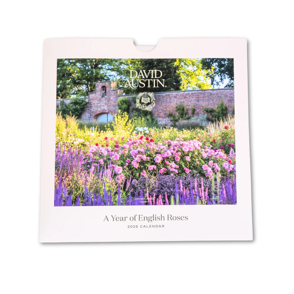 313-david-austin-2026-wall-calendar-1.webp David Austin 2026 Wall Calendar