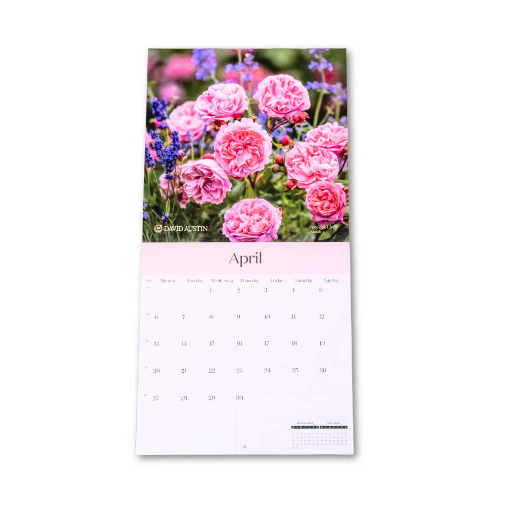 313-david-austin-2026-wall-calendar-2.webp David Austin 2026 Wall Calendar