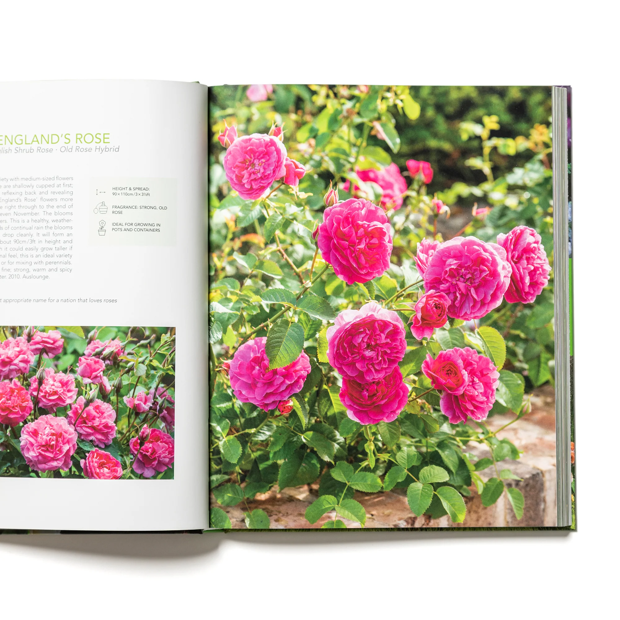 David Austin's English Roses