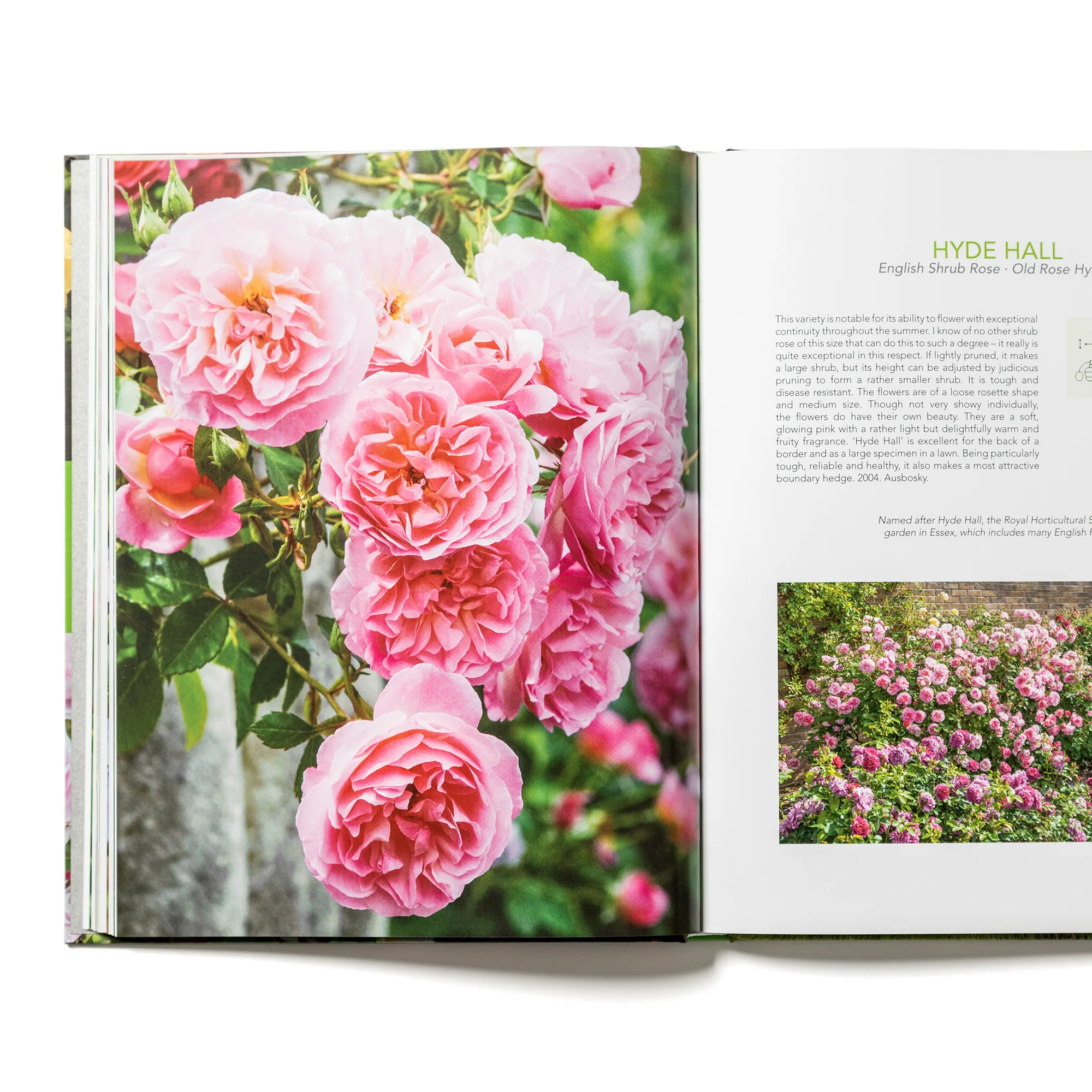 David Austin's English Roses - David Austin Roses