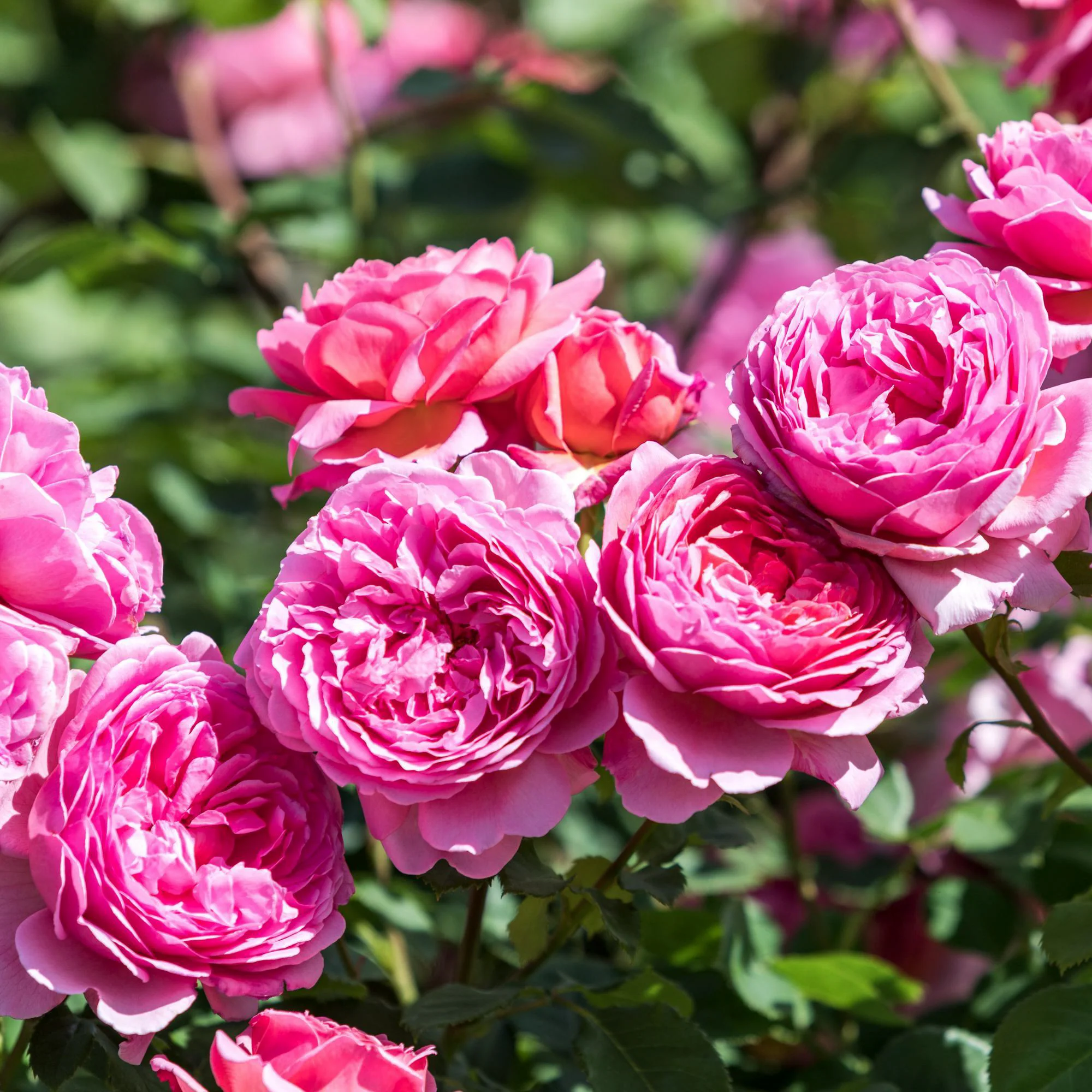 79-princess-alexandra-of-kent--4.webp Princess Alexandra of Kent™