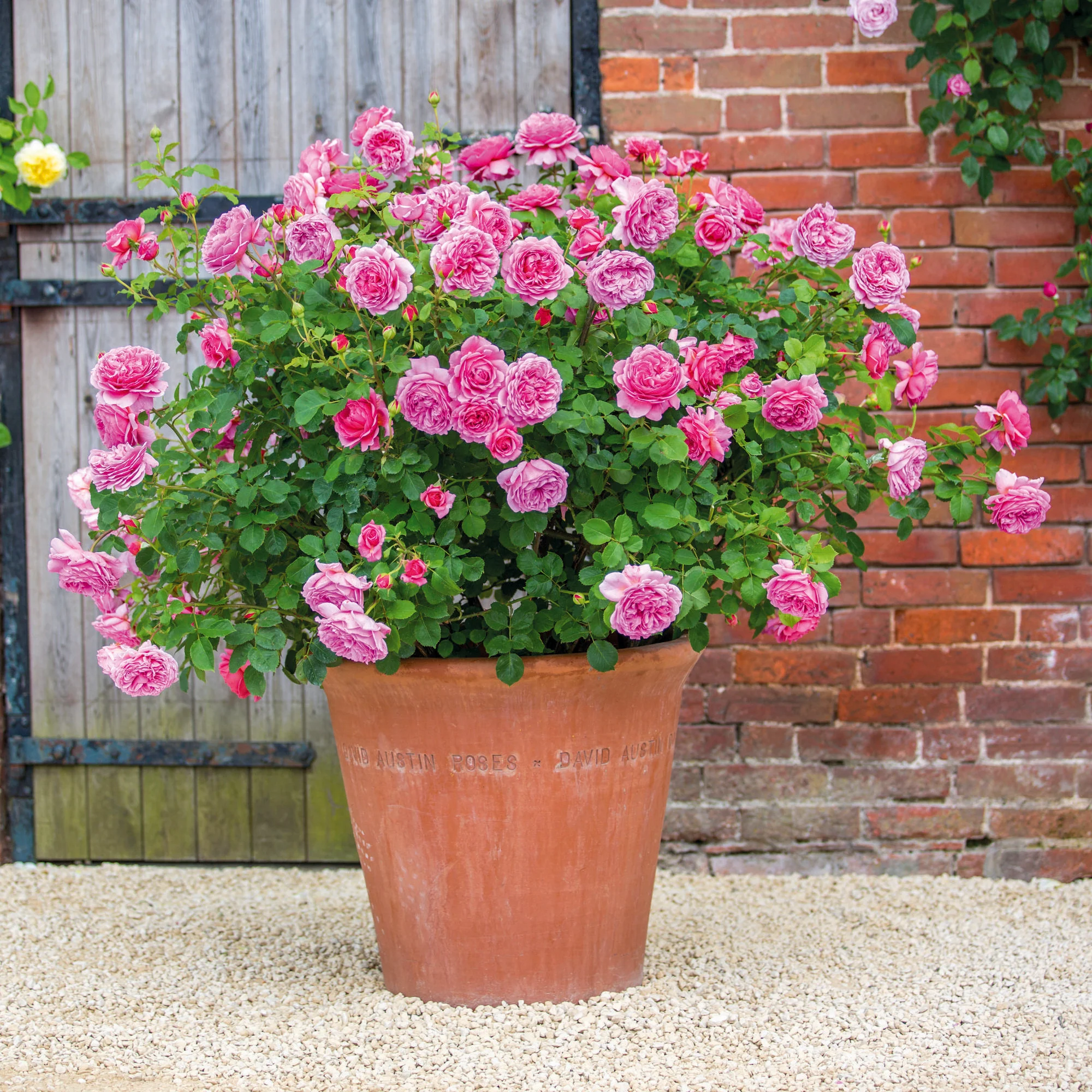 79-princess-alexandra-of-kent--6.webp Princess Alexandra of Kent™