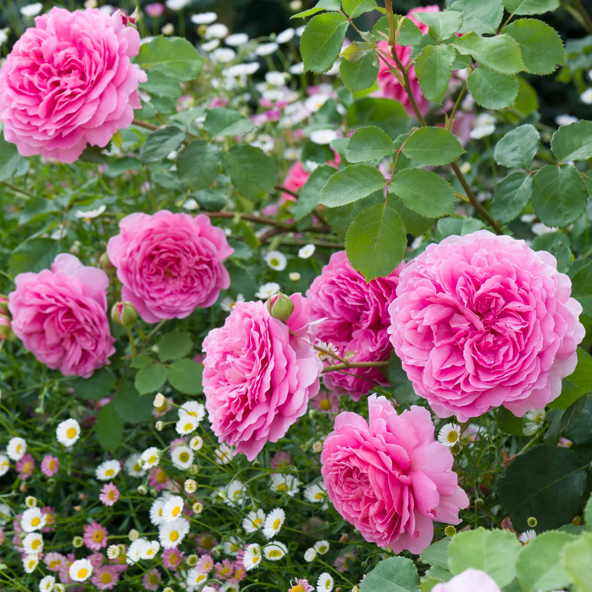 79-princess-alexandra-of-kent--7.webp Princess Alexandra of Kent™