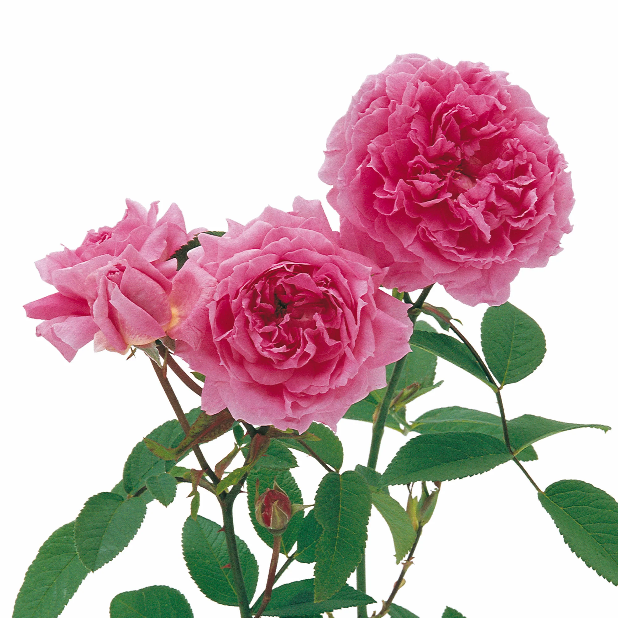 94-the-mayflower--10.webp The Mayflower®