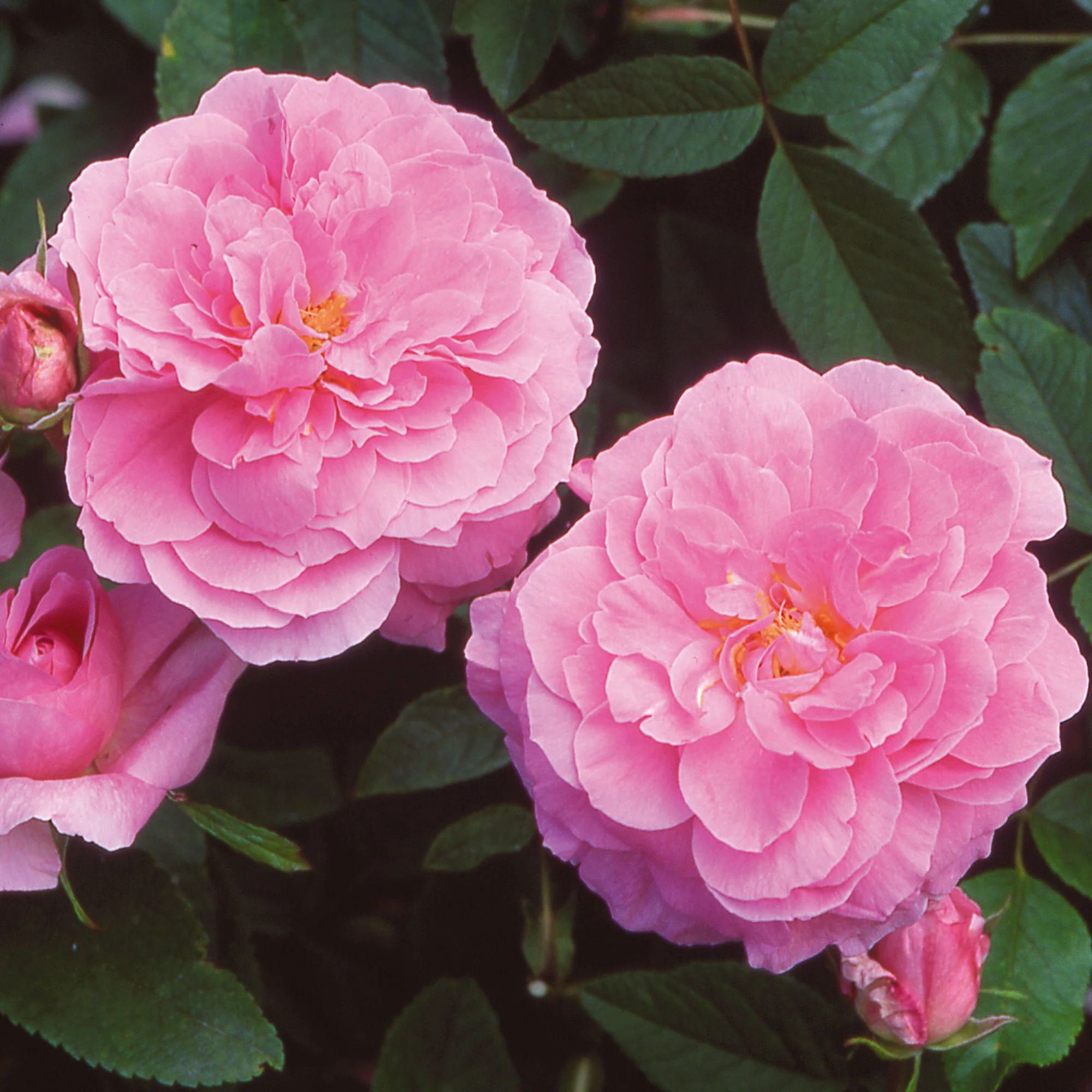 94-the-mayflower--7.webp The Mayflower®