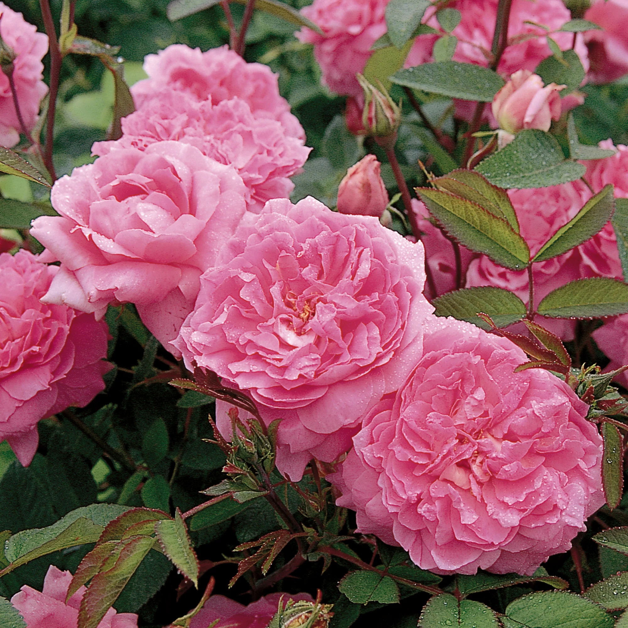 94-the-mayflower--9.webp The Mayflower®